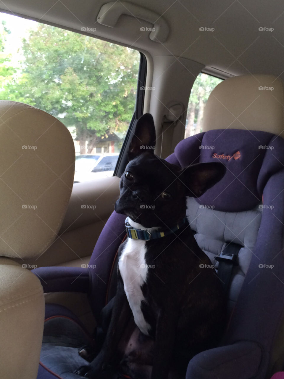 Patiently. Waiting for his bestie! He always rides in her booster seat if she's not with us.