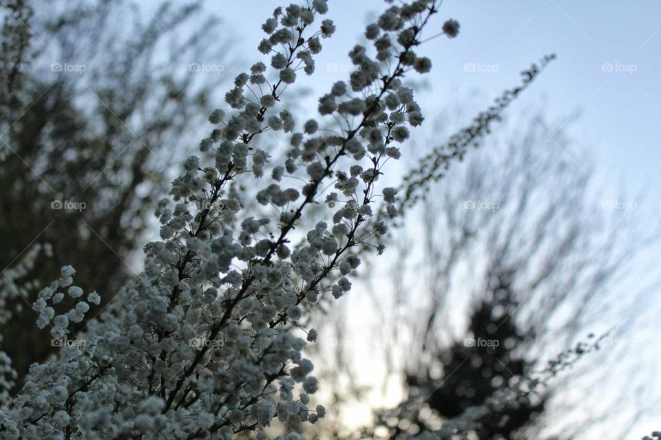 Frost, Winter, No Person, Nature, Snow