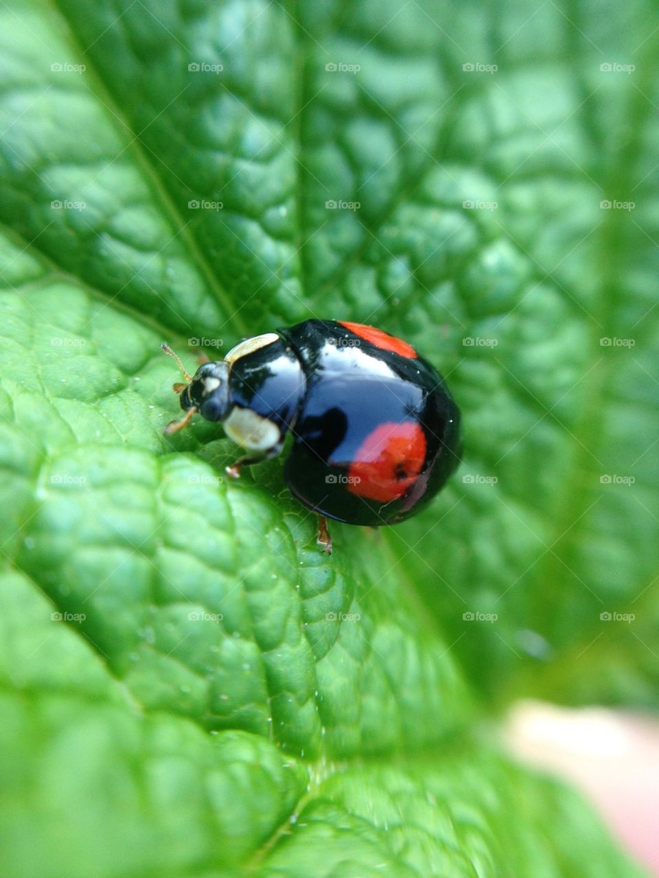 Black lady bug on green leaf
