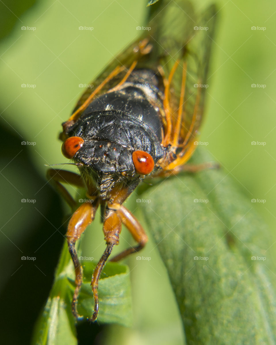 Cicada walking on a leaf 