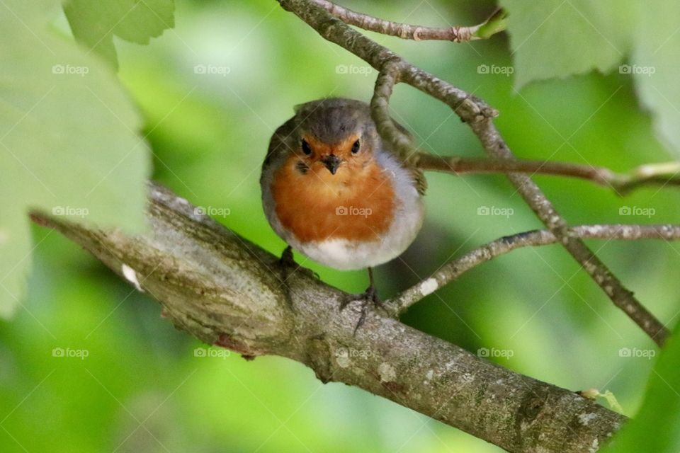 Robin