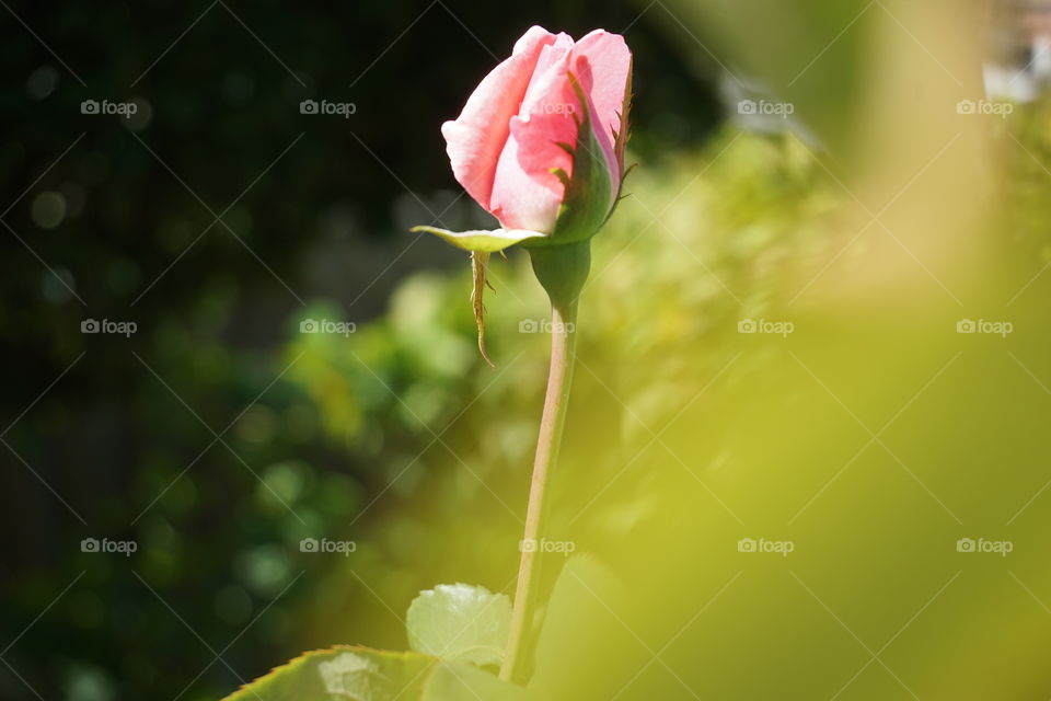 pink rose
