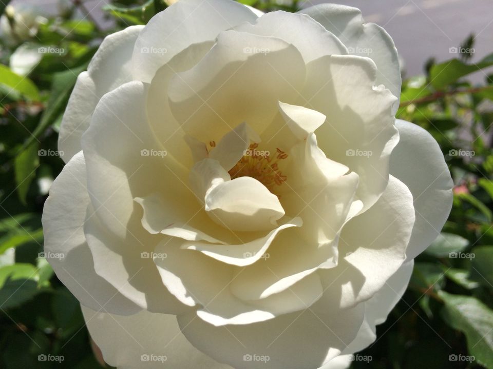 White bloom
