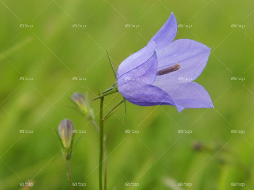 Blueflower
