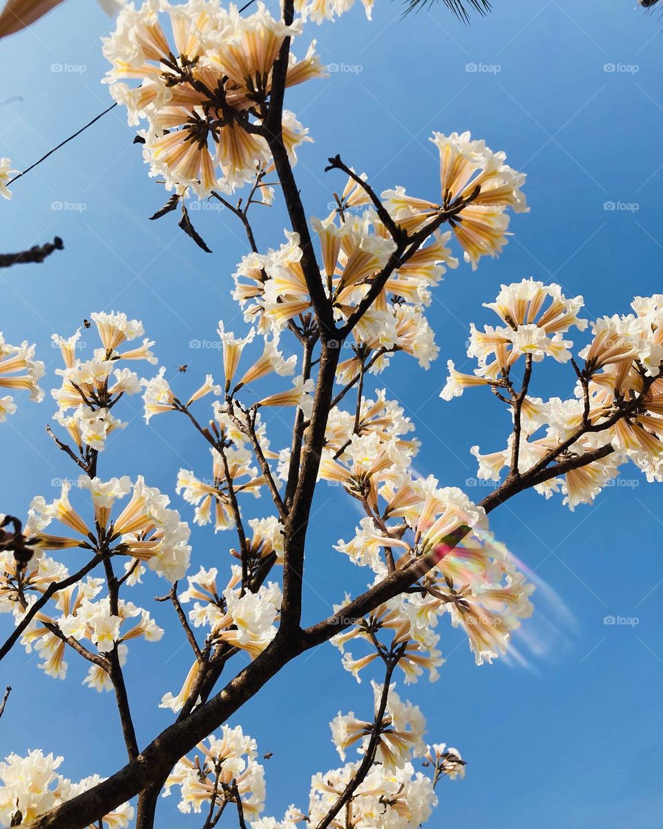 🇺🇸 I found this beautiful white ipê tree, with a ray of light cutting through its flowers. Long live nature and its scenery! / 🇧🇷 Encontrei esse belíssimo ipê branco, com um raio de luz cortando as suas flores. Viva a natureza e seus cenários!