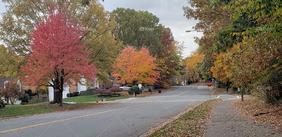 trees by the side of a road with orange and red leaves in the fall season