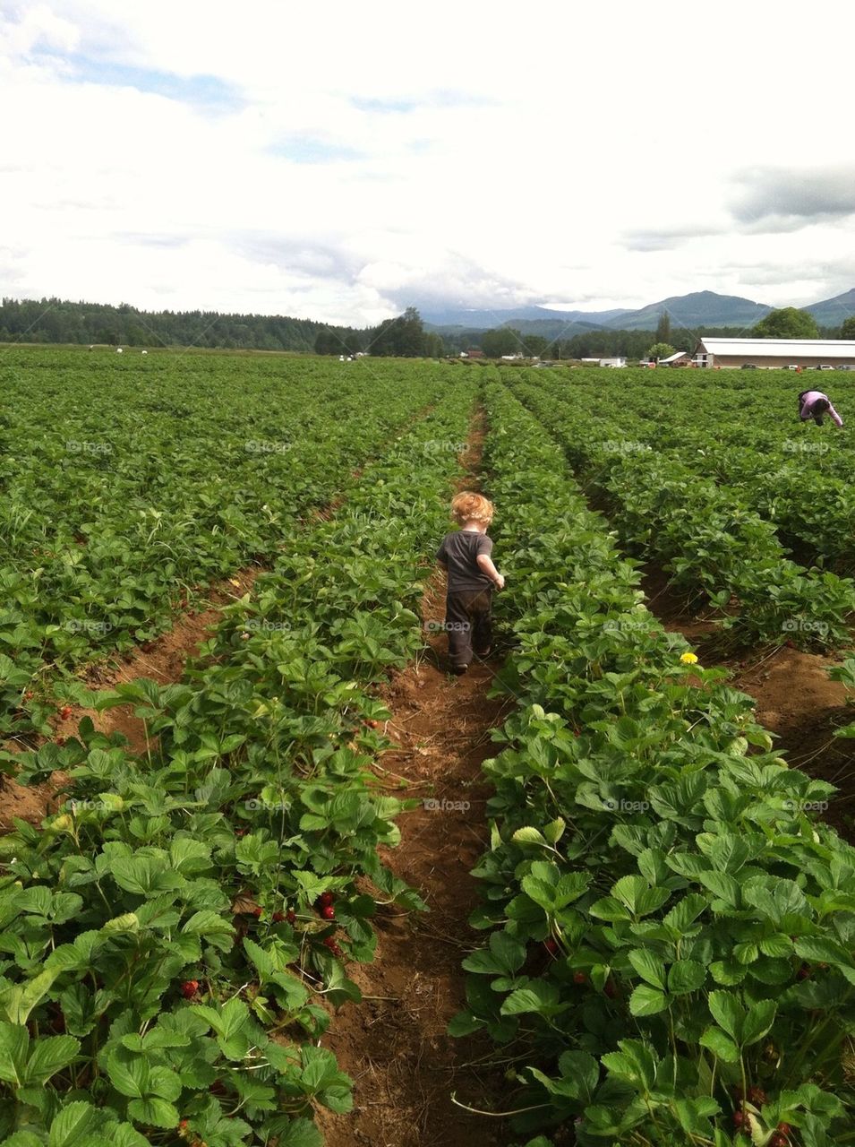 Running through the strawberry fields