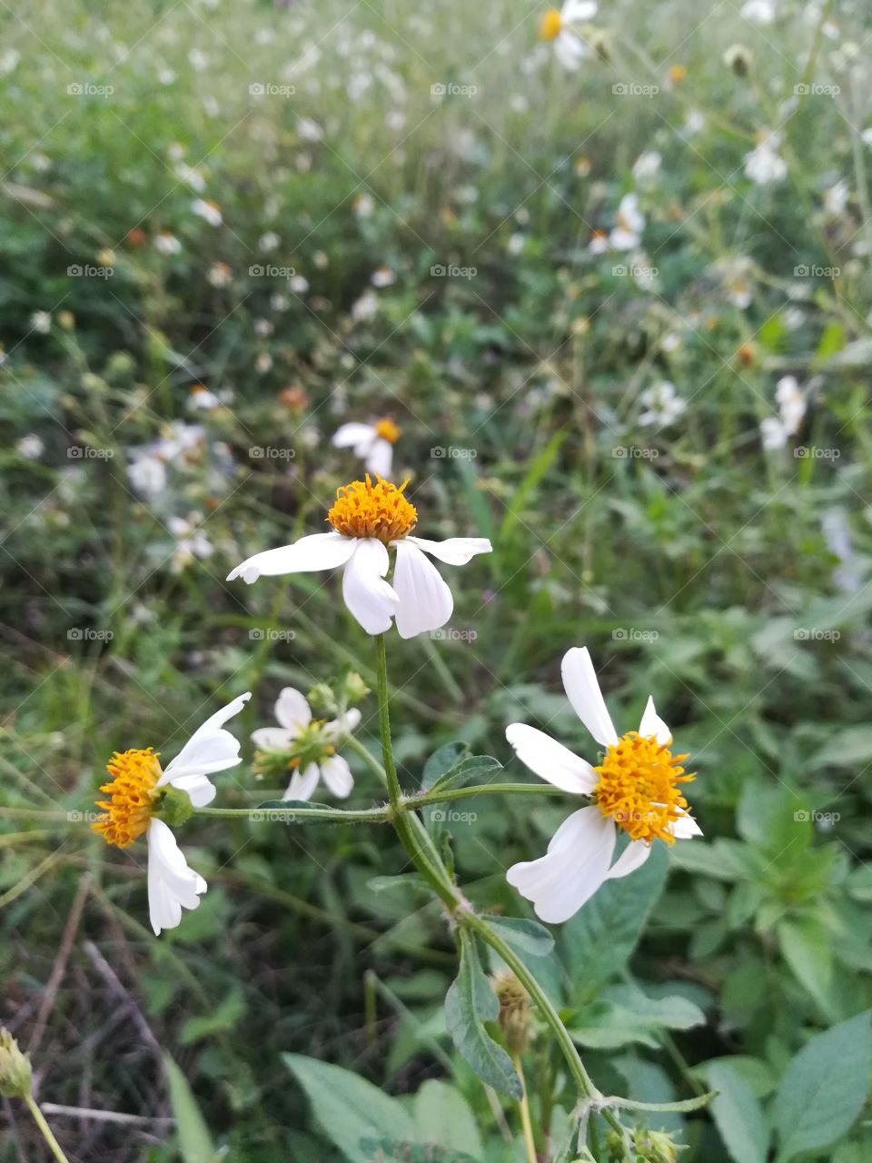 flowers roadside