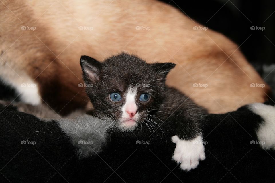 Little baby kitten crawling out of the basket