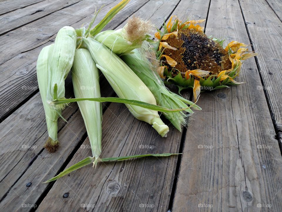 Harvested Corn on The Cob