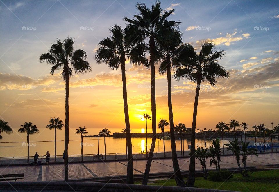 Silhouette of palm trees in front of beach