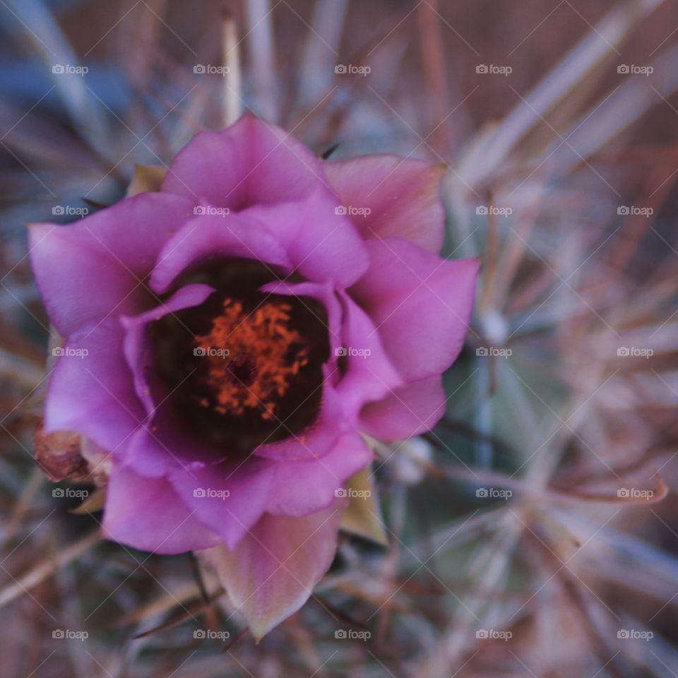 Desert Cactus Flower