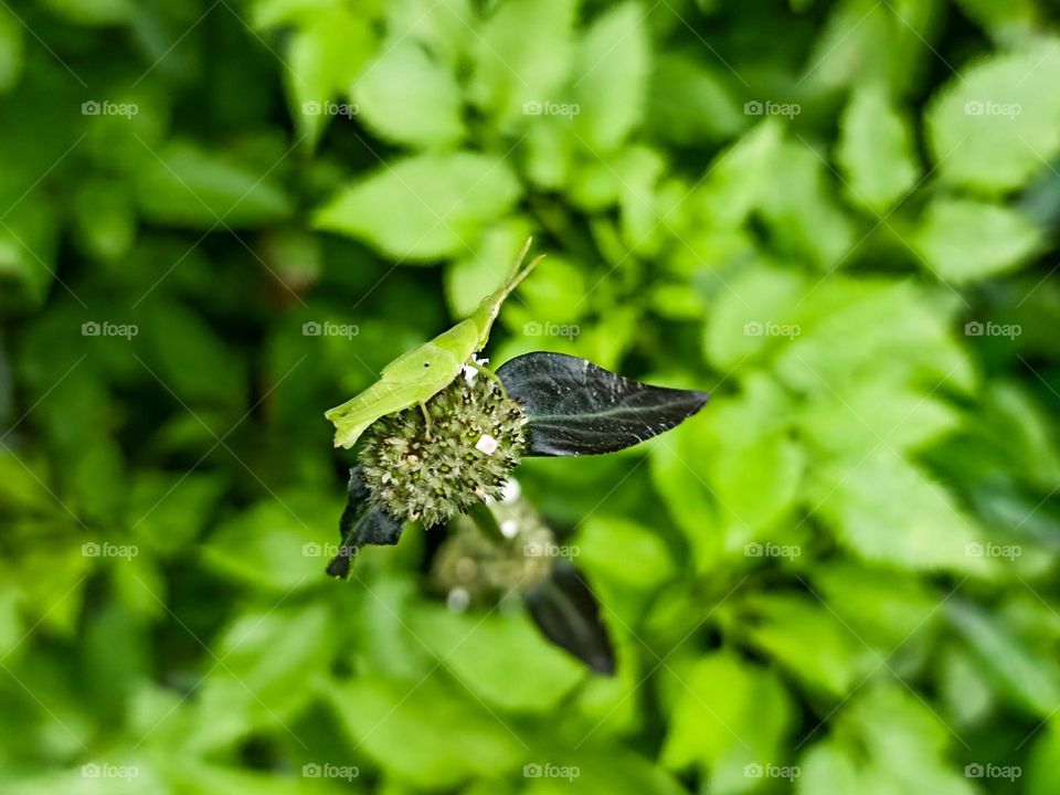 Close-up of a green insect sitting on a small flower amidst dense green leaves. The insects are bright green and stand out against the leaves in high angle view