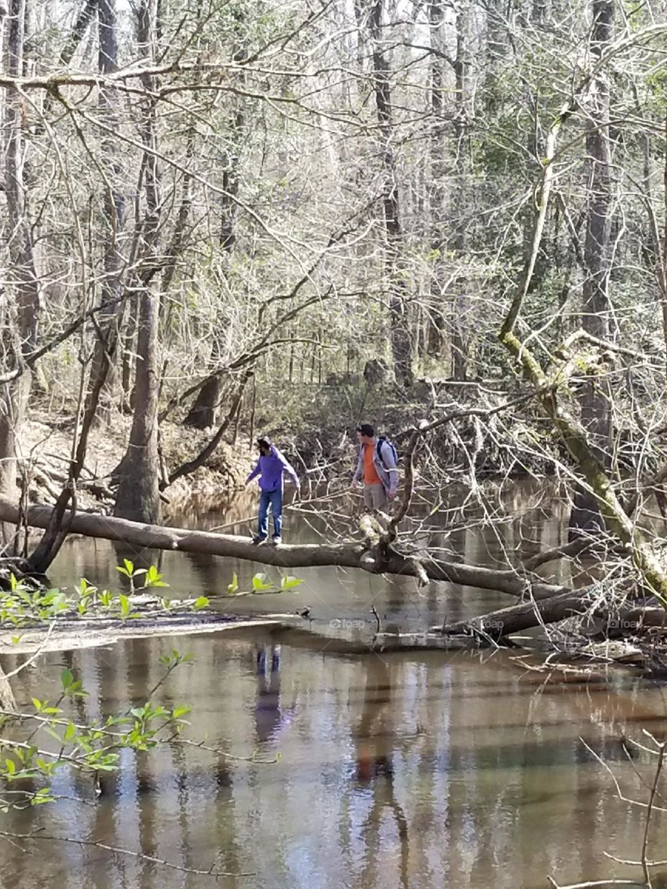 Wood, Water, Nature, Tree, River