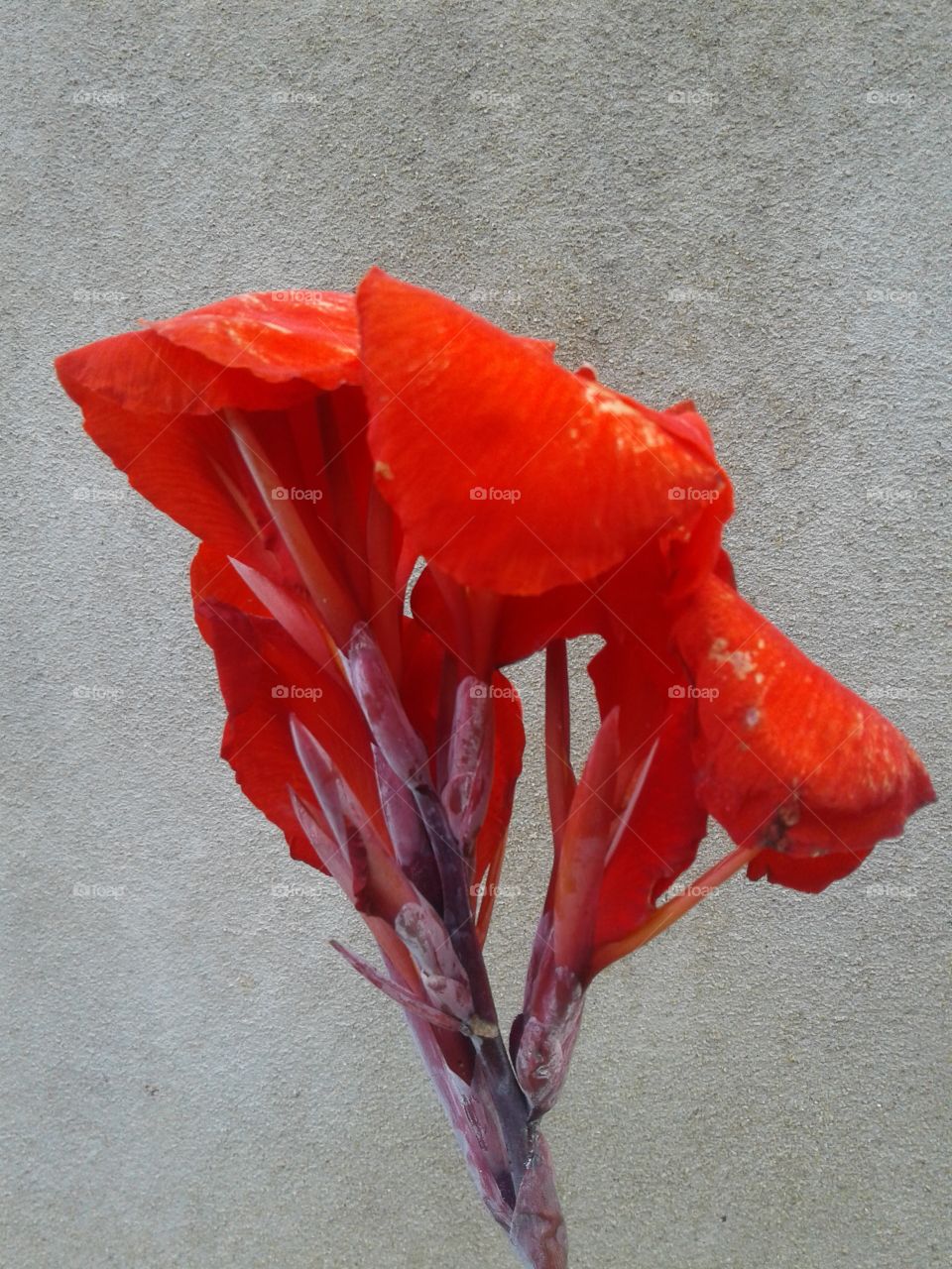 cannas flower