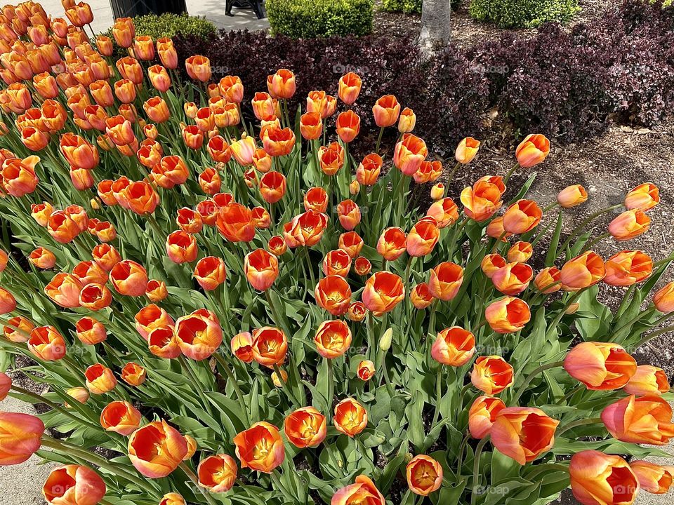 Gorgeous orange and red circular tulips!! 