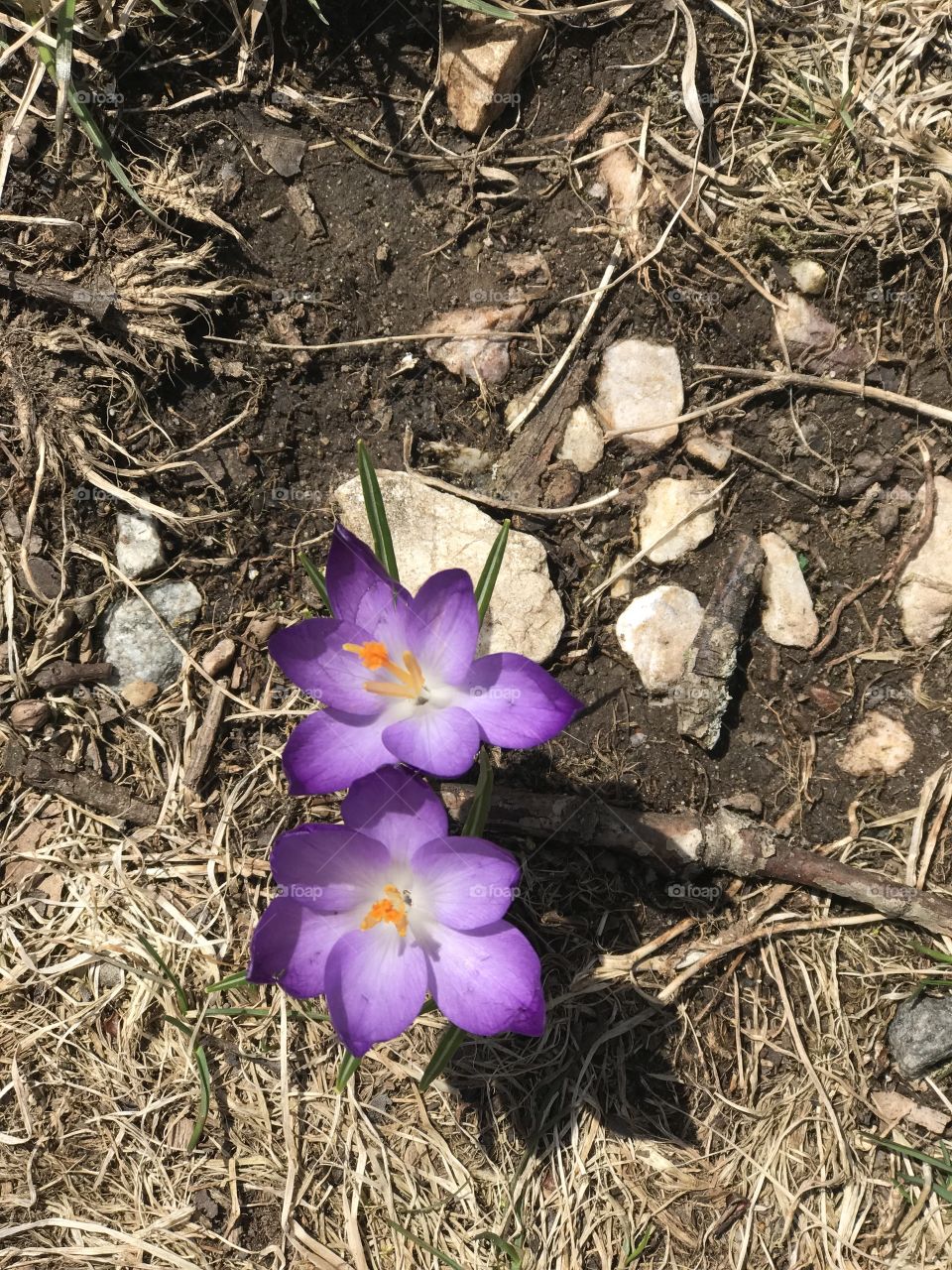 First bloom of the season 