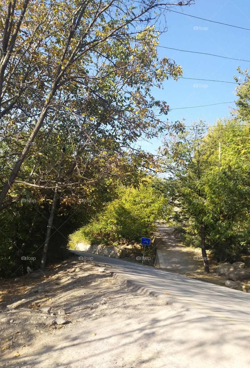 badama green and beautiful road