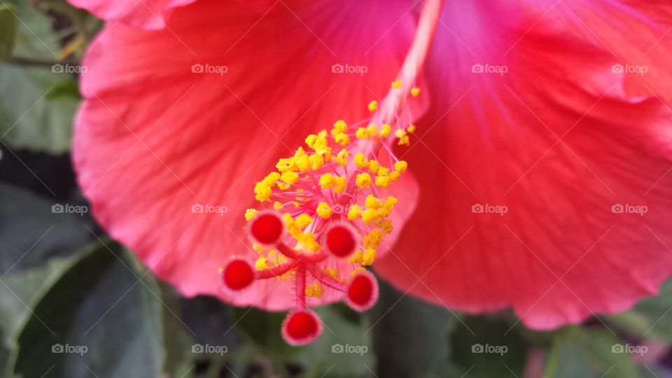 Hibiscus