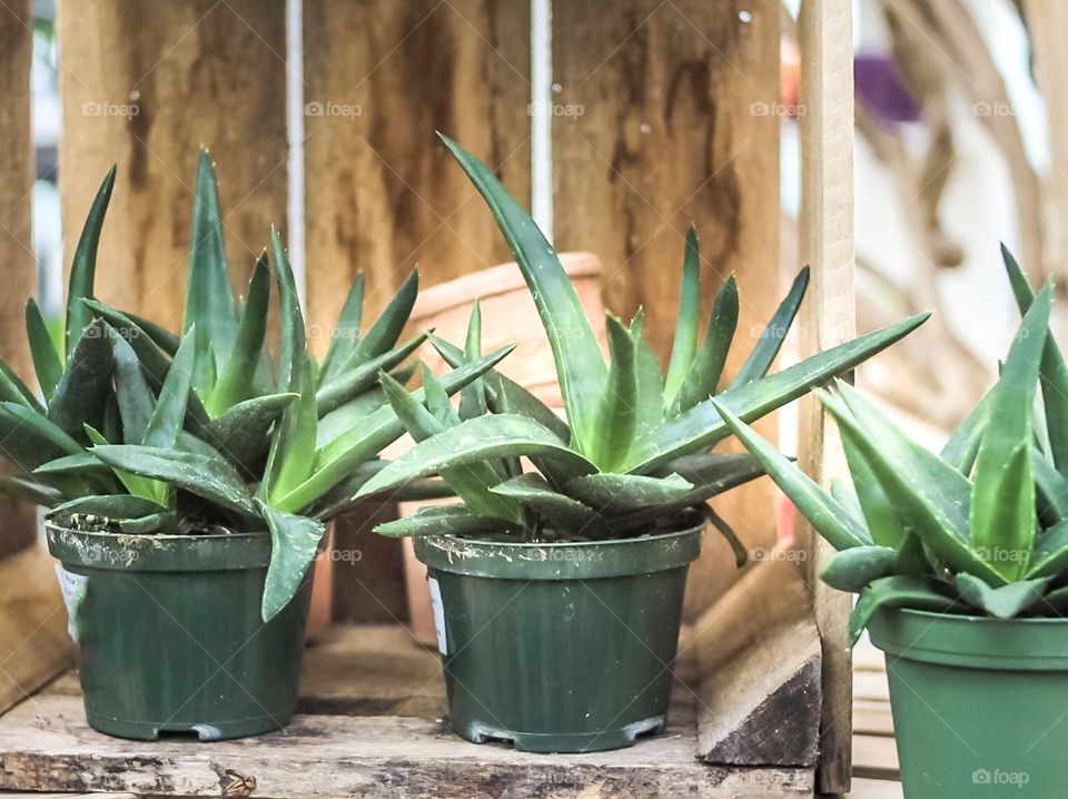 Green Houseplants 