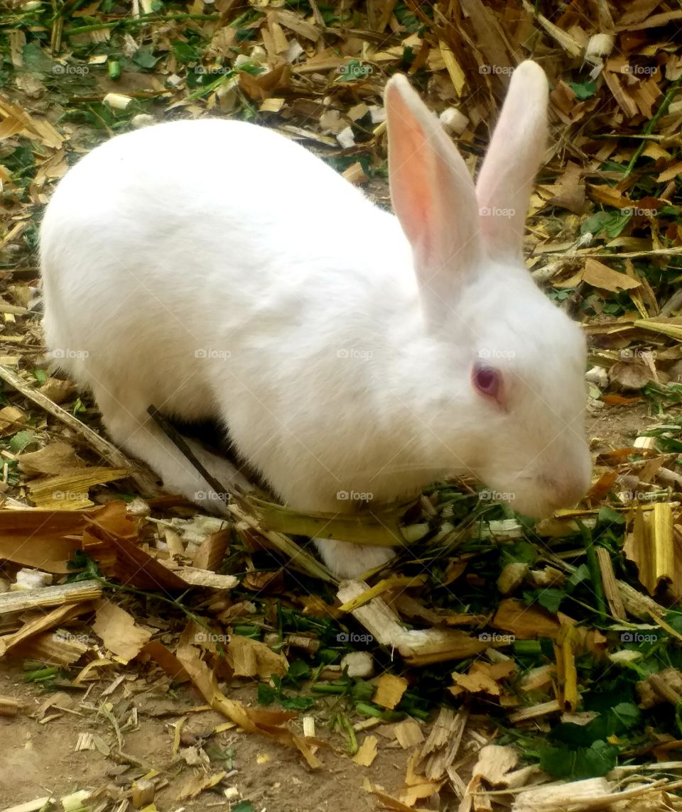 my beautifull Rabbit