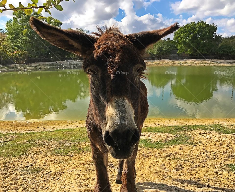 Face to face with an adorable Donkey in his lakeside pasture.