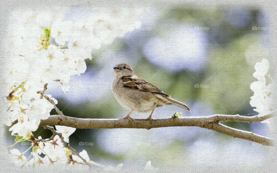 Little bird. Found in a tree outside of a public library. Enhanced using Sketch Paper. 