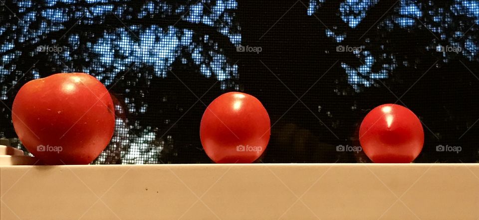 Window Tomatoes- Surprisingly not running!😁