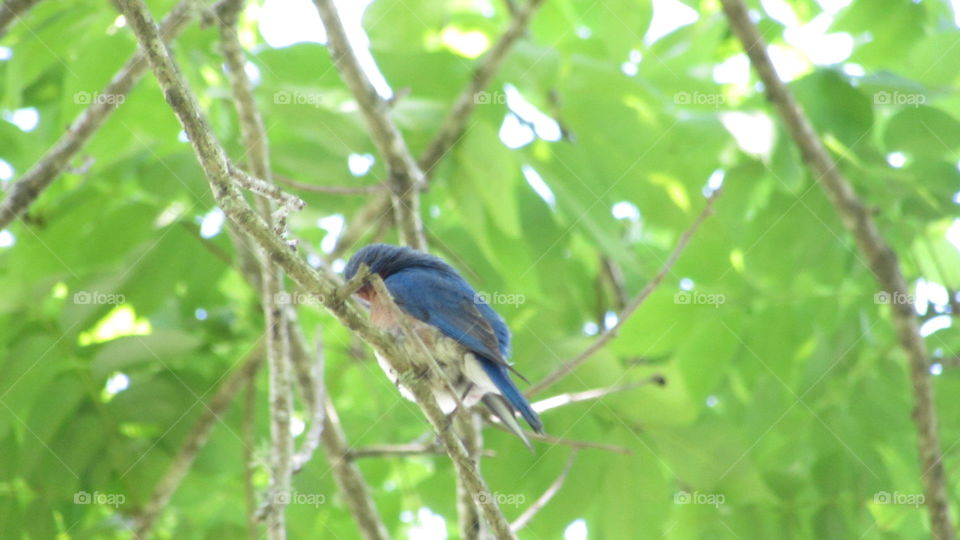 Blue bird in a tree 