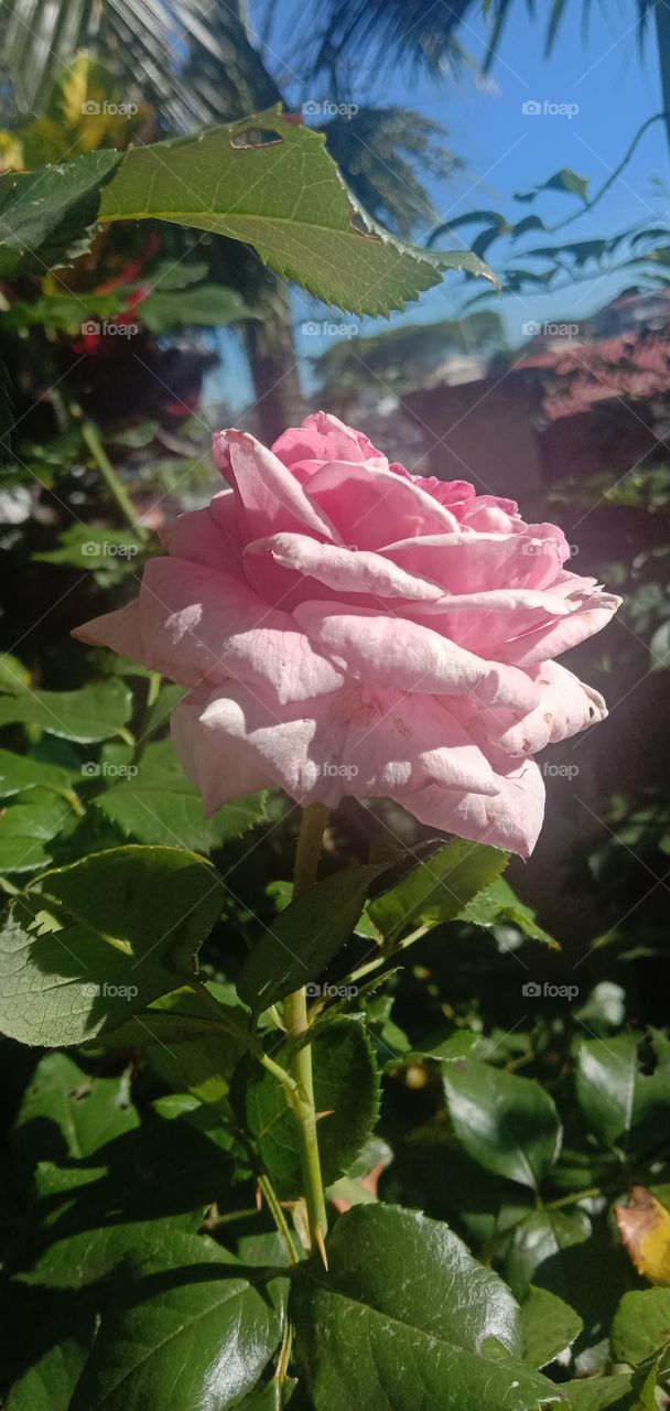 Pink Rose 04