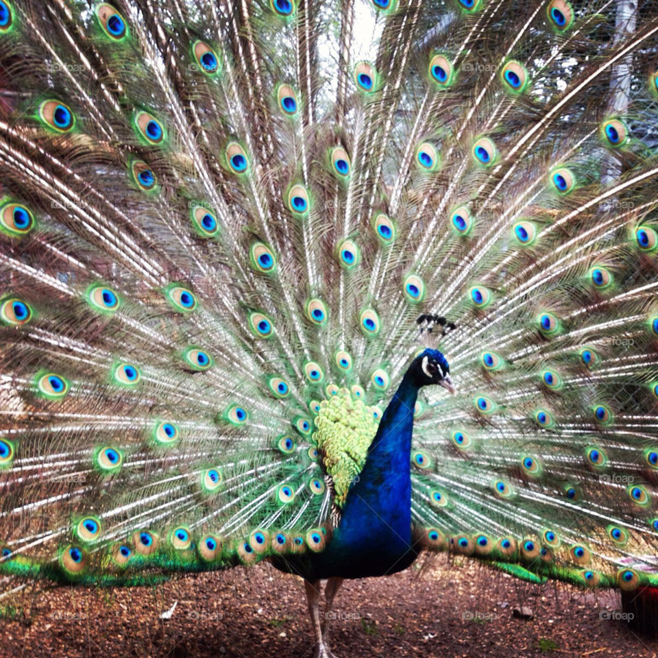 bird peacock by xmallanx