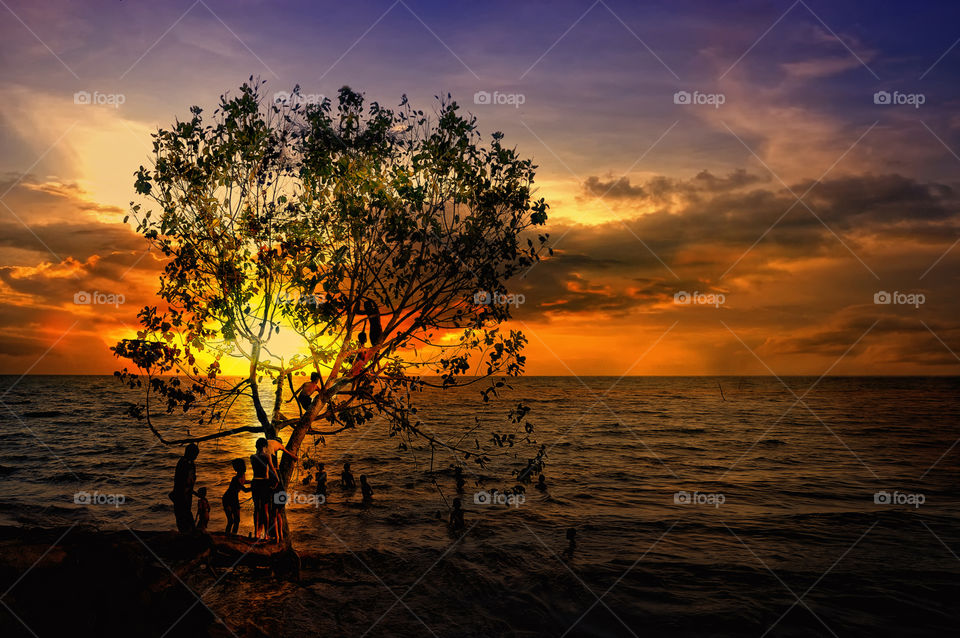 tree at tanjung beach