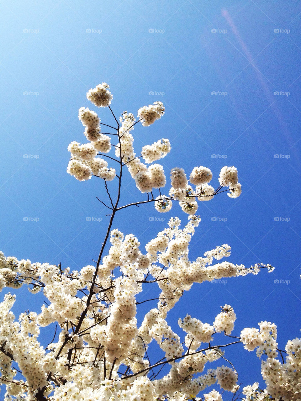 sky spring cherry blooming by like-tata