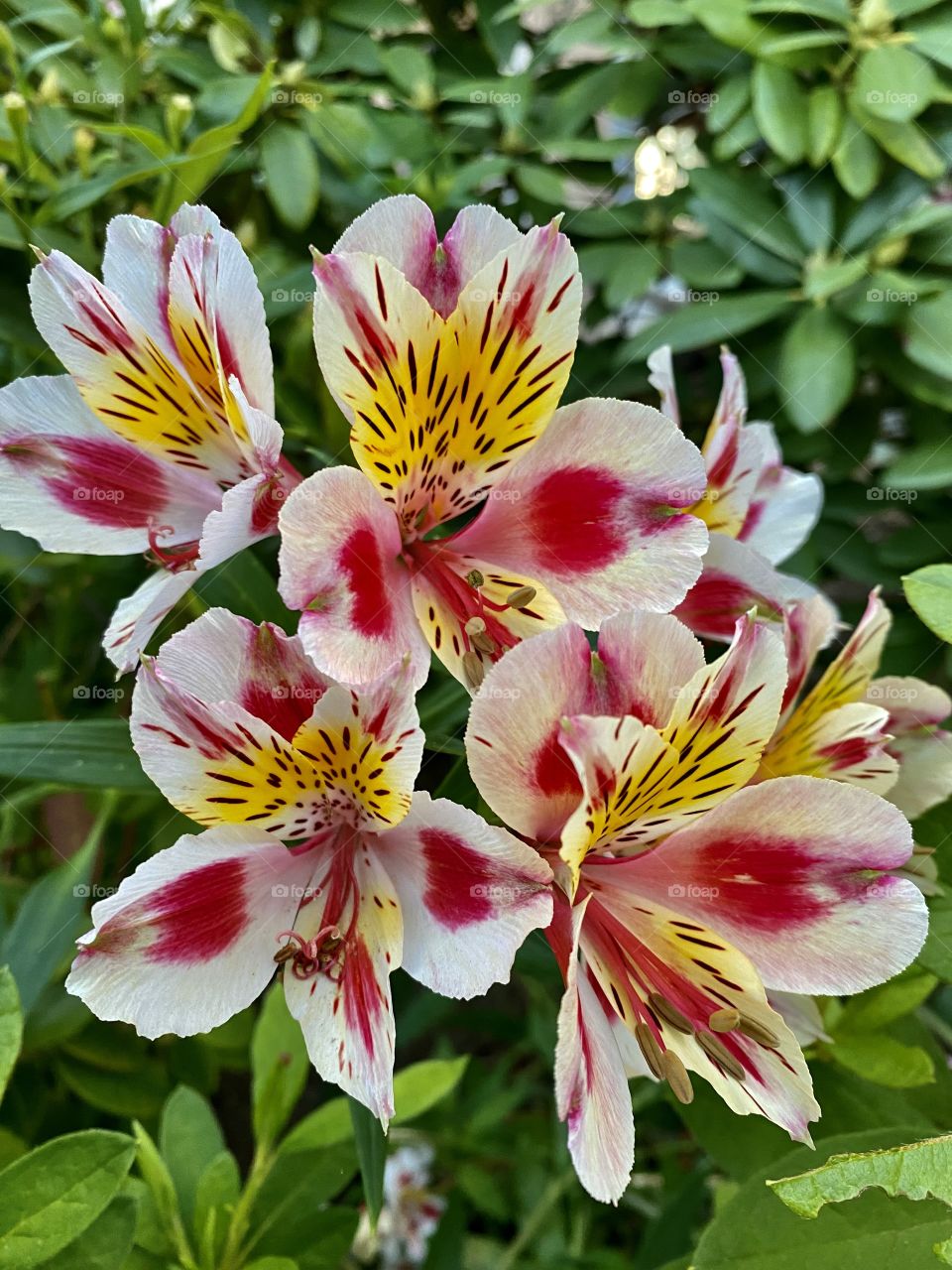 Peruvian Lilies 