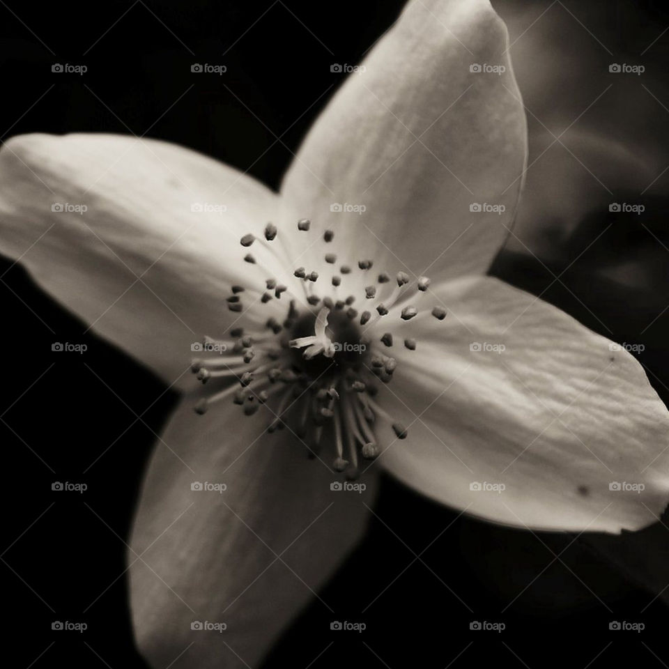 nature flower macro white by nicywi