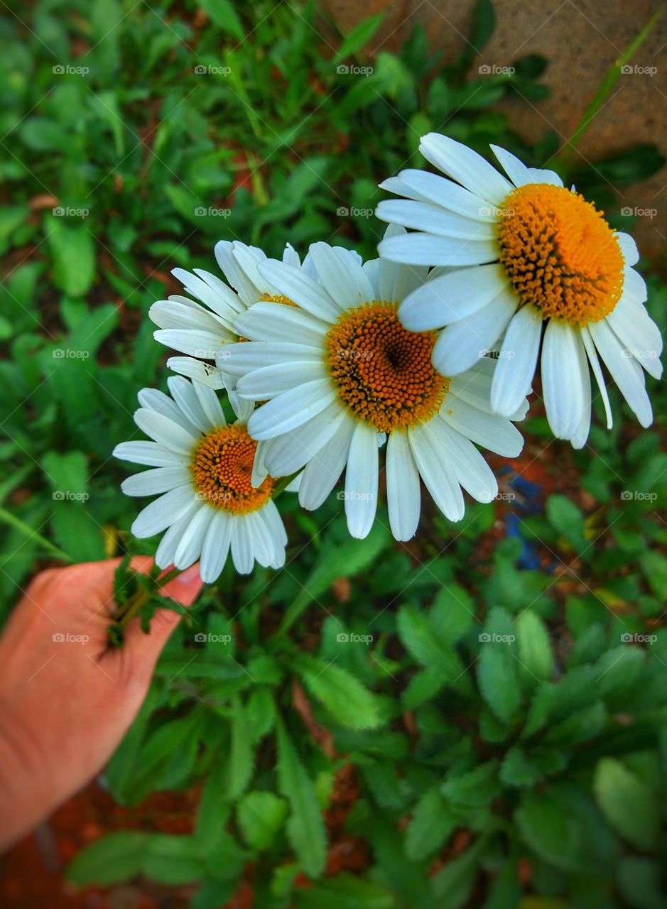 flores brancas - white flowers
