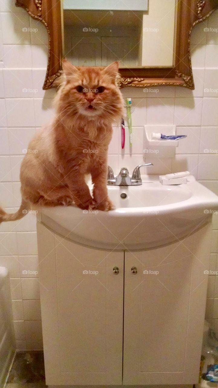 Leo on the bathroom sink 