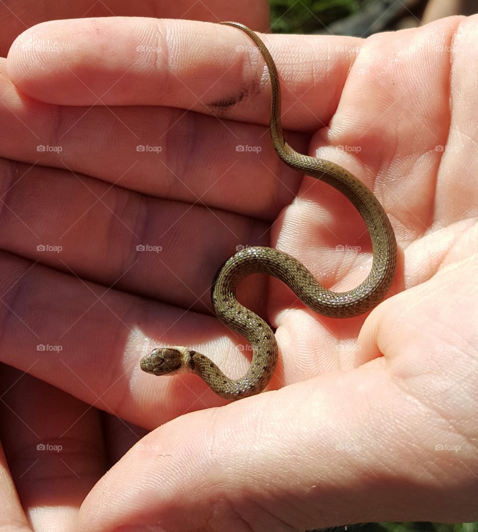 close of of baby snake in hands