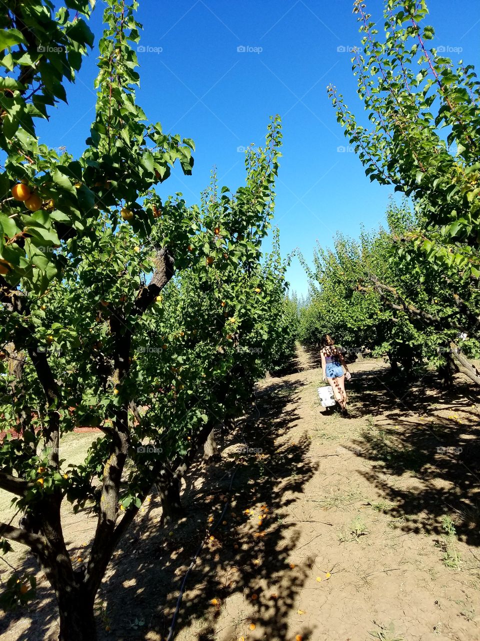 apricot tree farm