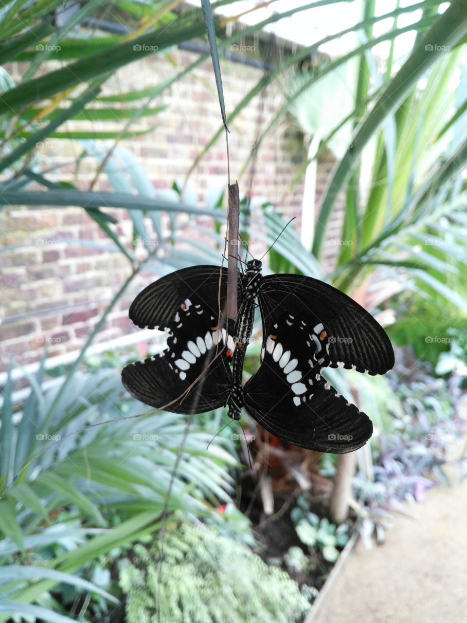 black butterflies mating