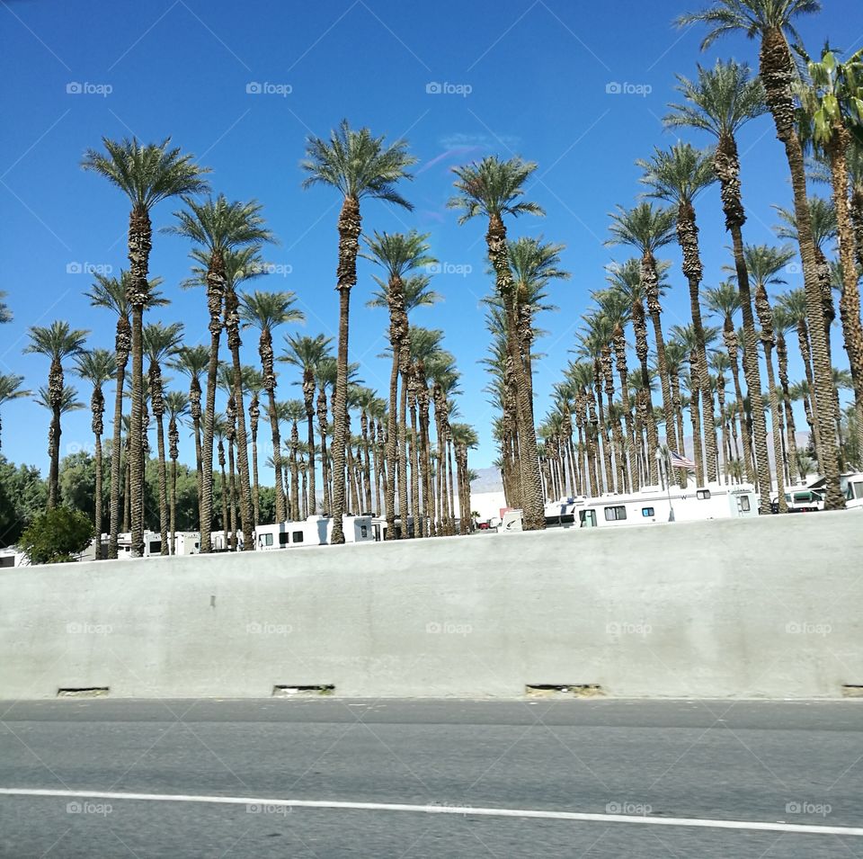 Scenery of Mexican palm trees with background of blue sky