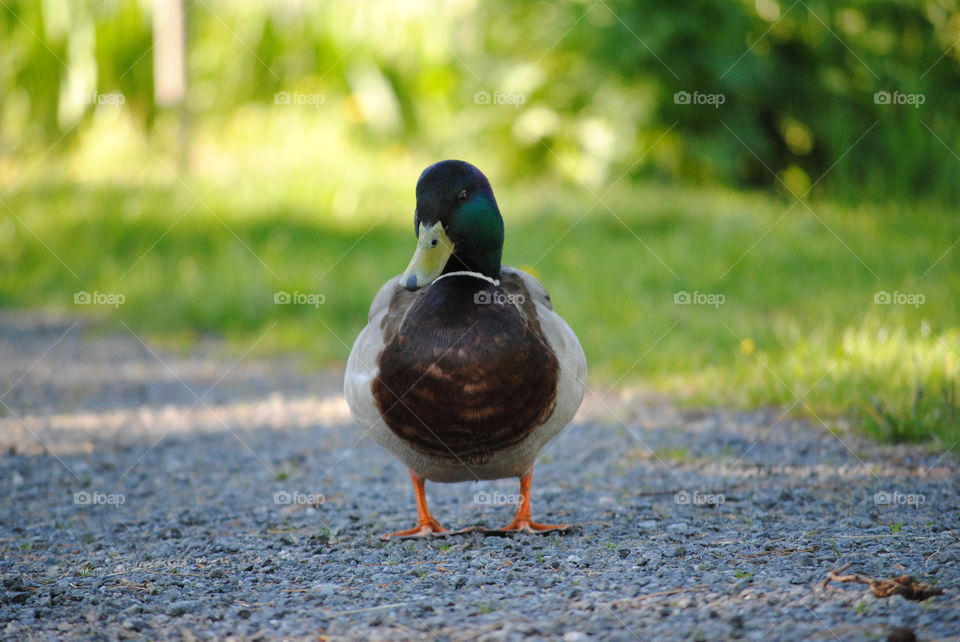 mallard