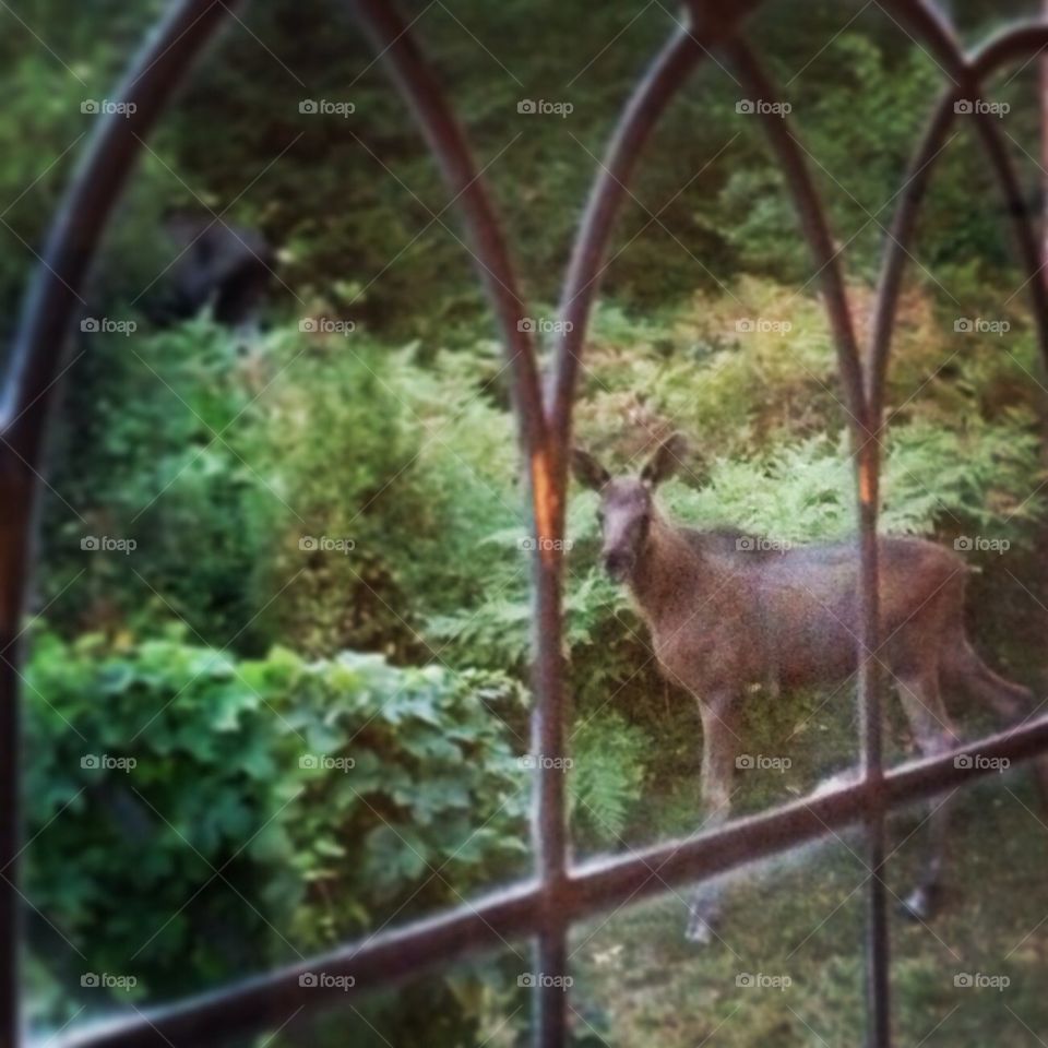 Moose calf through window