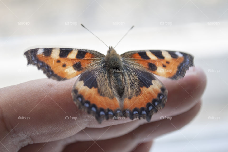 butterfly on the hand