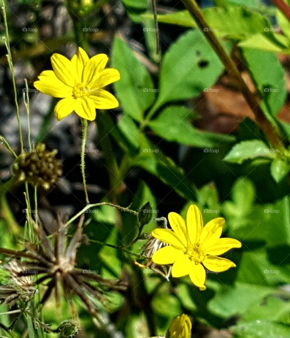 Flower, Nature, Flora, Summer, Garden