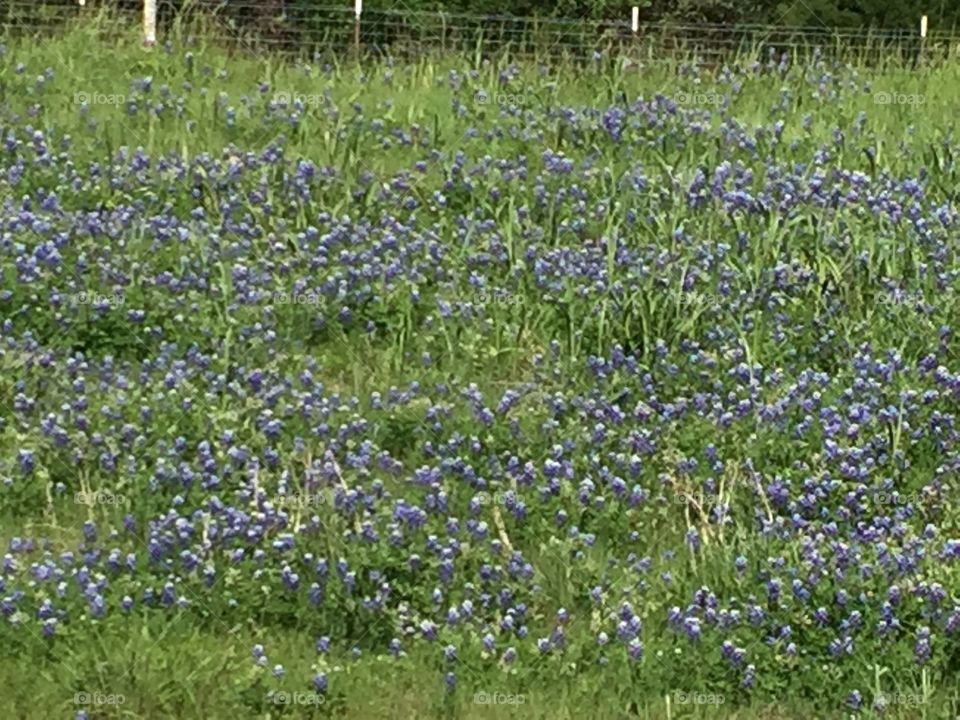 Texas Bluebonnets