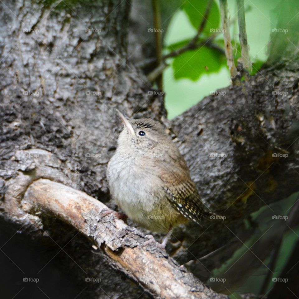Juvenile Wren 
