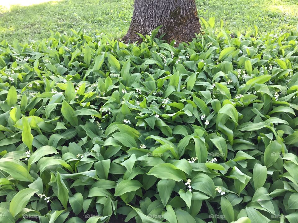 lilies of the valley in may forest