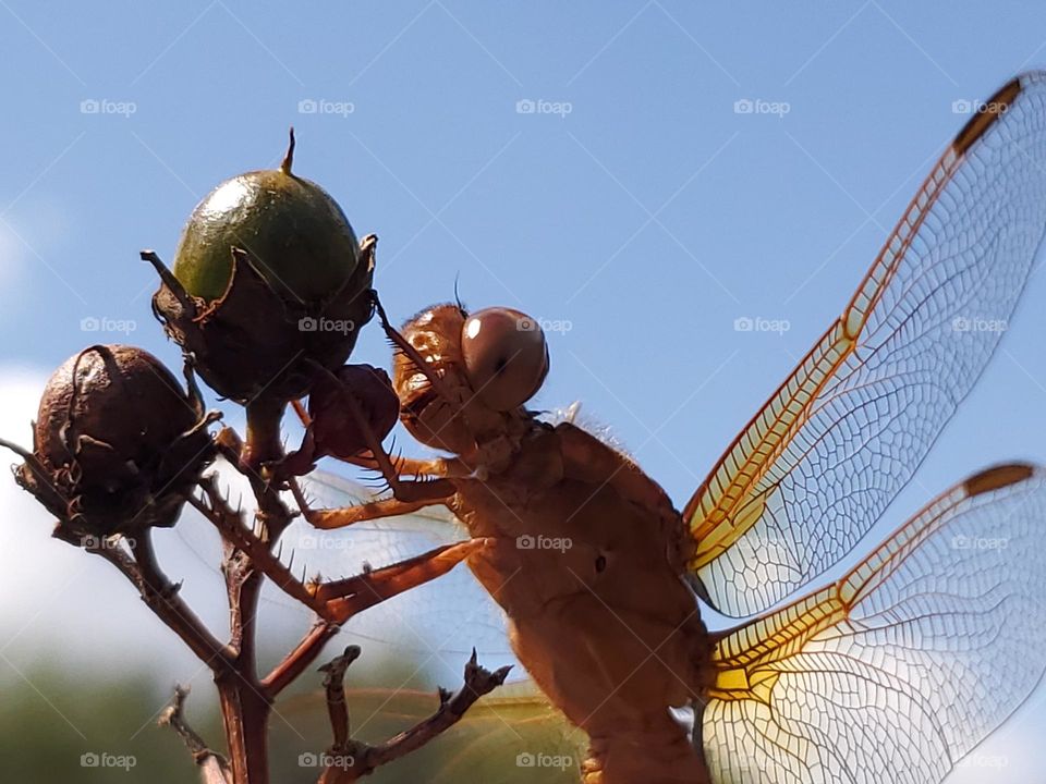 Closeup of an orange dragonfly