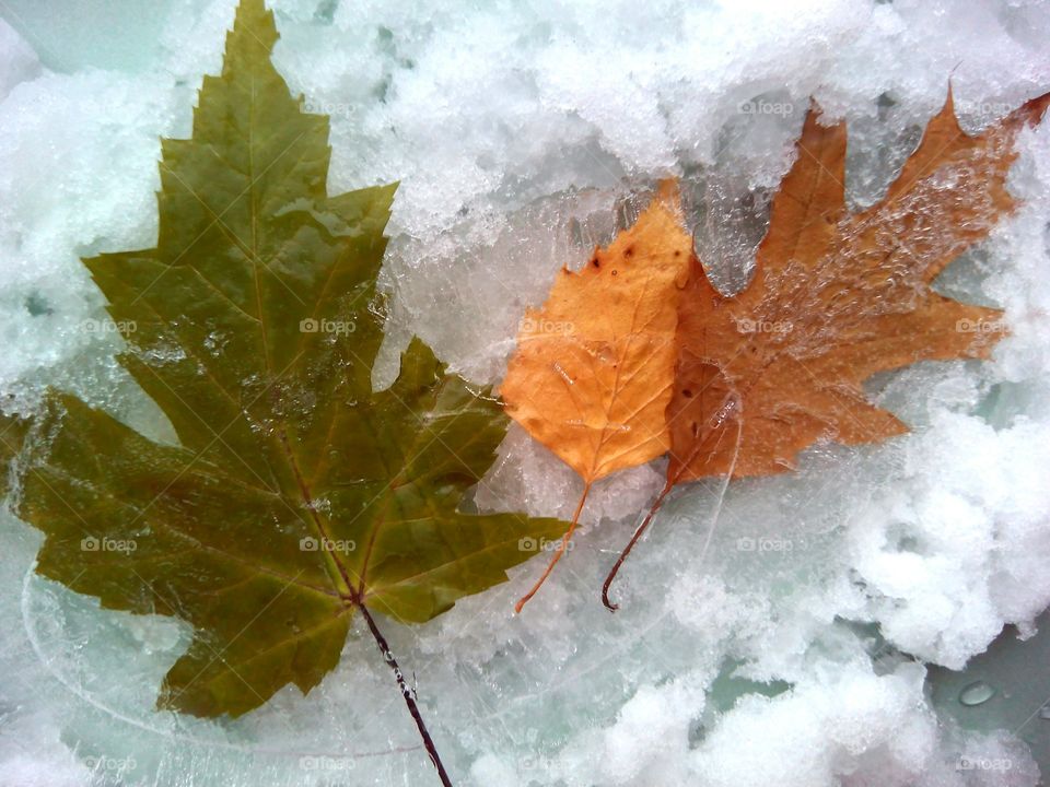 No Person, Leaf, Fall, Nature, Outdoors